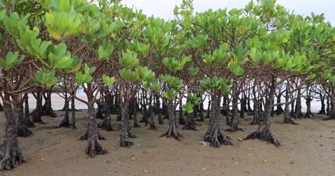 Mangrove trees in the intertidal zone, Pak Nai, Hong Kong Stock Footage 158098058