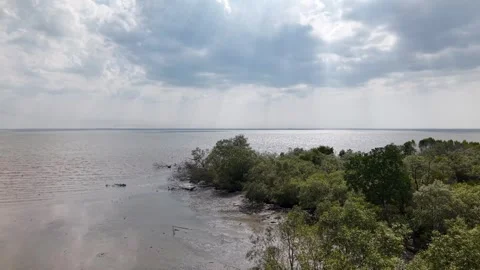 Mangrove trees line the shoreline Stock Footage 333038050