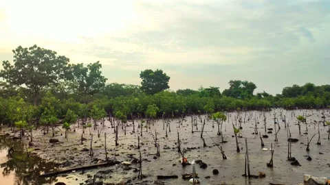 Mangrove Trees At Low Tide Stock Footage 230699392
