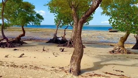 Mangrove trees at low tide. Kenya. Vidéo 340806370