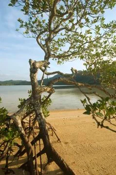 Mangrove trees Stock Photos