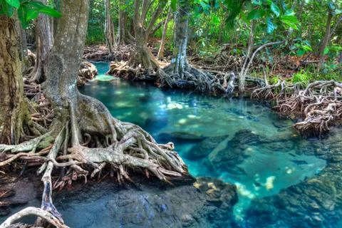 Mangrove trees Foto stock