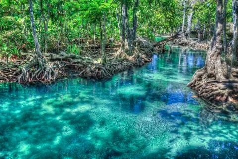 Mangrove trees Stock Photos