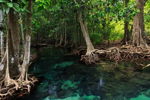 Mangrove trees Stock Photos