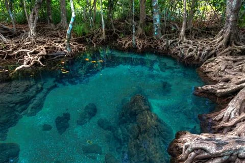 Mangrove trees Stock Photos