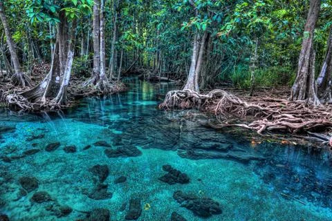 Mangrove trees Stock Photos