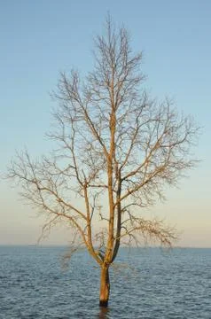 Mangrove trees 库存照片