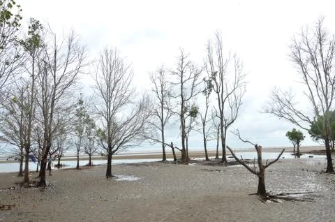 Mangrove trees Stock Photos