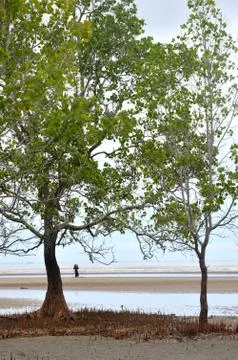 Mangrove trees 스톡 사진
