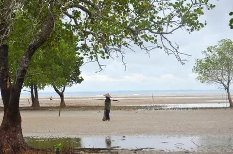 Mangrove trees Stock Photos