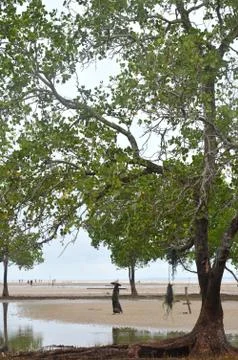 Mangrove trees Stockfoto's