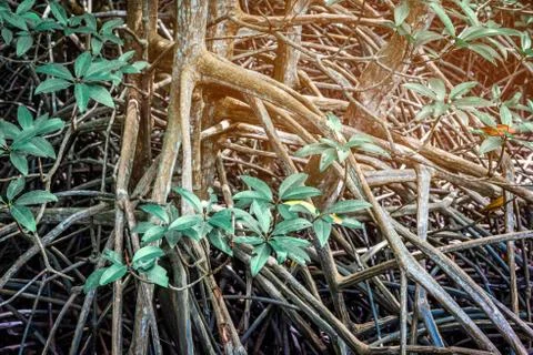Mangrove trees. Stock-Fotos