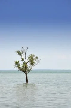 Mangrove trees Fotos Stock