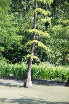 Mangrove trees Stock Photos