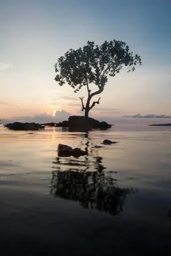 Mangrove Trees Stock Photos