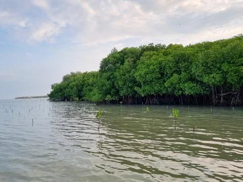 Mangrove trees Stock Photos