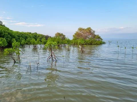 Mangrove trees Stock Photos