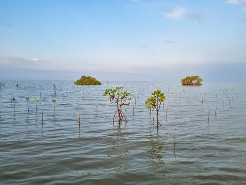 Mangrove trees Stock Photos