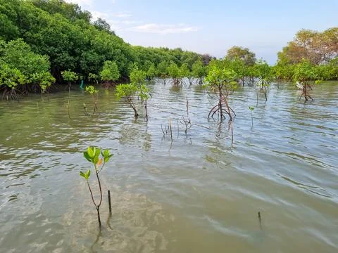 Mangrove trees Stock Photos