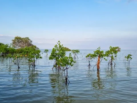 Mangrove trees Stock Photos