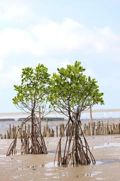 Mangrove trees Foto stock