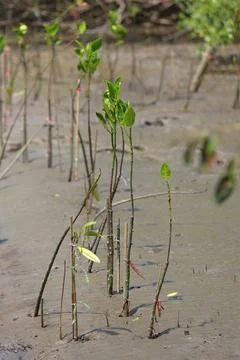 Mangrove trees Stock Photos