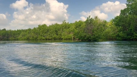 Mangrove Trees on Ramisi River in Kinanzini Island in Diani,Kenya Stock Footage 311651153