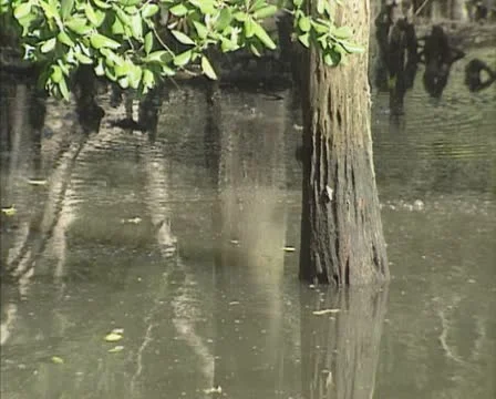 Mangrove trees at rising tide. Stock Footage 20472042
