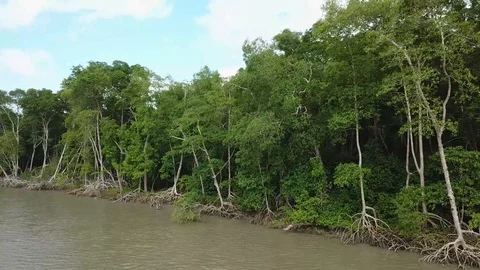 Mangrove trees river Brazil Stock Footage 129105752