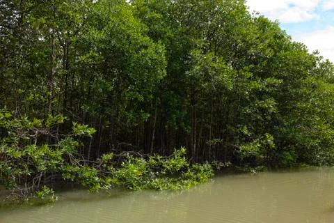 Mangrove trees on a river Stock Photos