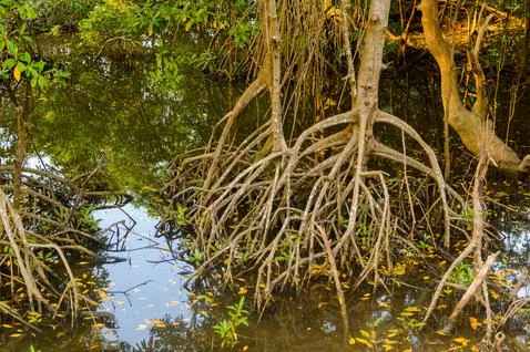 Mangrove trees root Stock Photos