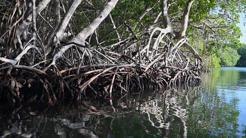 Mangrove trees with roots and branches Video stock 126938758