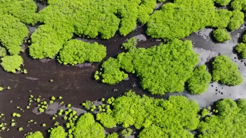 Mangrove trees scattered in muddy tidal water. Siargao, Philippines. Stock Footage 324846950