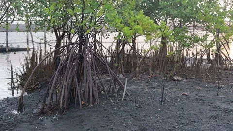 Mangrove trees (Sonneratia alba). Mangro... | Stock Video | Pond5