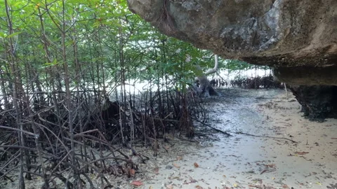 Mangrove trees under big limestone cliff on sea shore during ebb tide Stock Footage 203898110