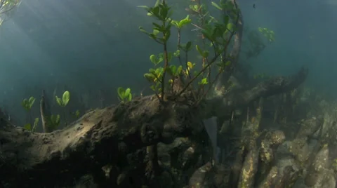 Mangrove trees underwater view in Bunake... | Stock Video | Pond5