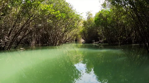 Mangrove Tunnel Stock Footage 188428294