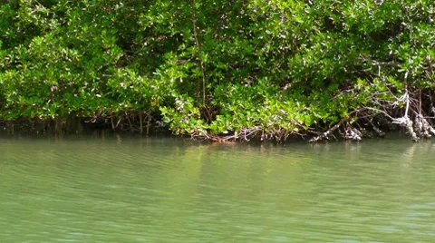 Mangrove Vegetation 2 Stock Footage 7905044