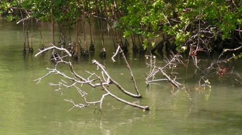 Mangrove Vegetation 3 Stock Footage 7904891