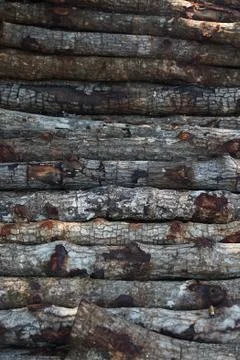 Mangrove wood stacking texture Stock Photos