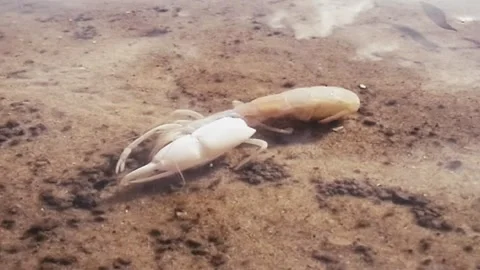 Mangrove Yabby Stock Footage 244687436