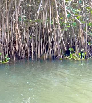 Mangrove zone  Stock Photos