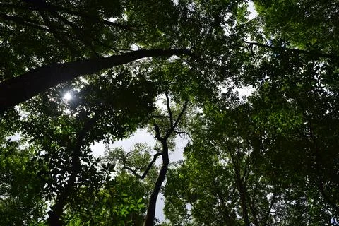 MangroveForest 스톡 사진