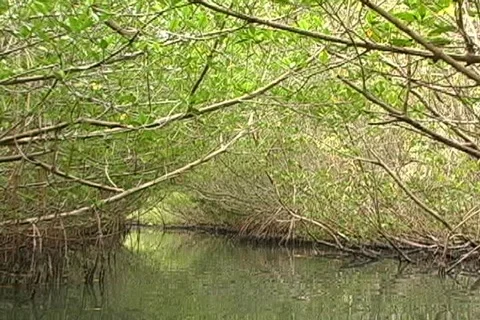 Mangroves 10 Video stock 159509