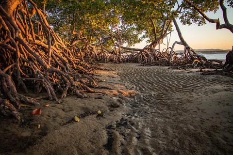 Mangroves at 1770 in the fading sunset Stock Photos