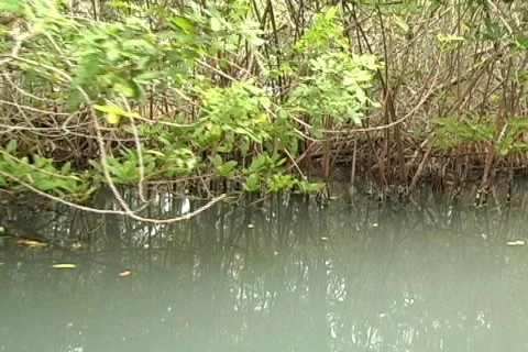 Mangroves 2 Vídeo Stock 159157