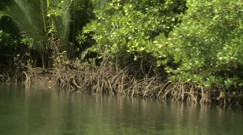 By the mangroves 2 Stock Footage 496652