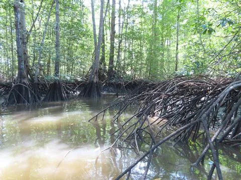 Mangroves 2 Stock Photos