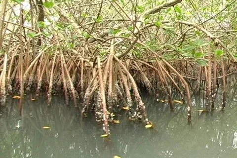 Mangroves 3 動画素材 159166