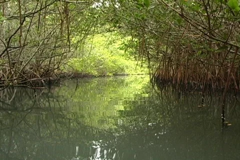 Mangroves 4 Vídeo Stock 159169